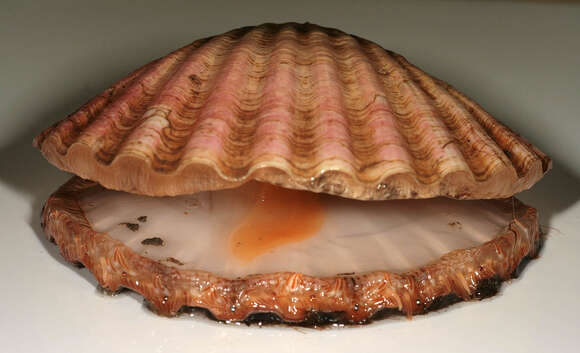 Image of Great Atlantic scallop