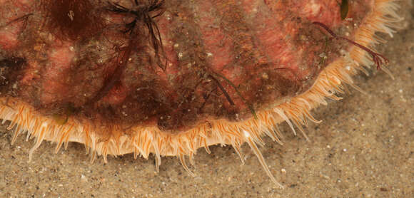 Image of Great Atlantic scallop