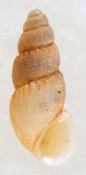 Image of semi-ribbed spire snail