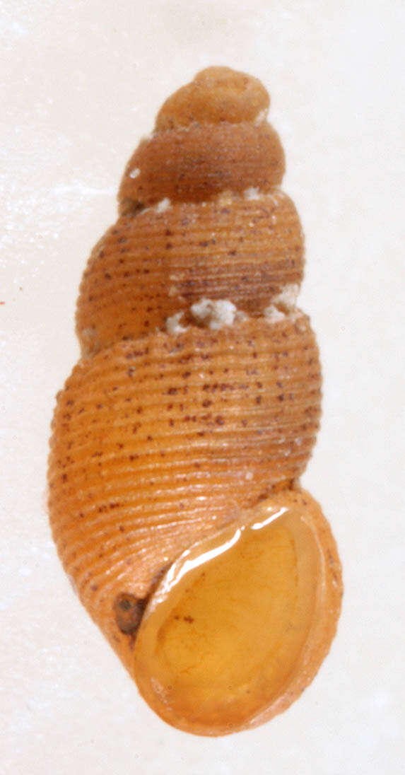 Image of semi-ribbed spire snail