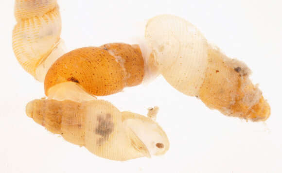 Image of semi-ribbed spire snail