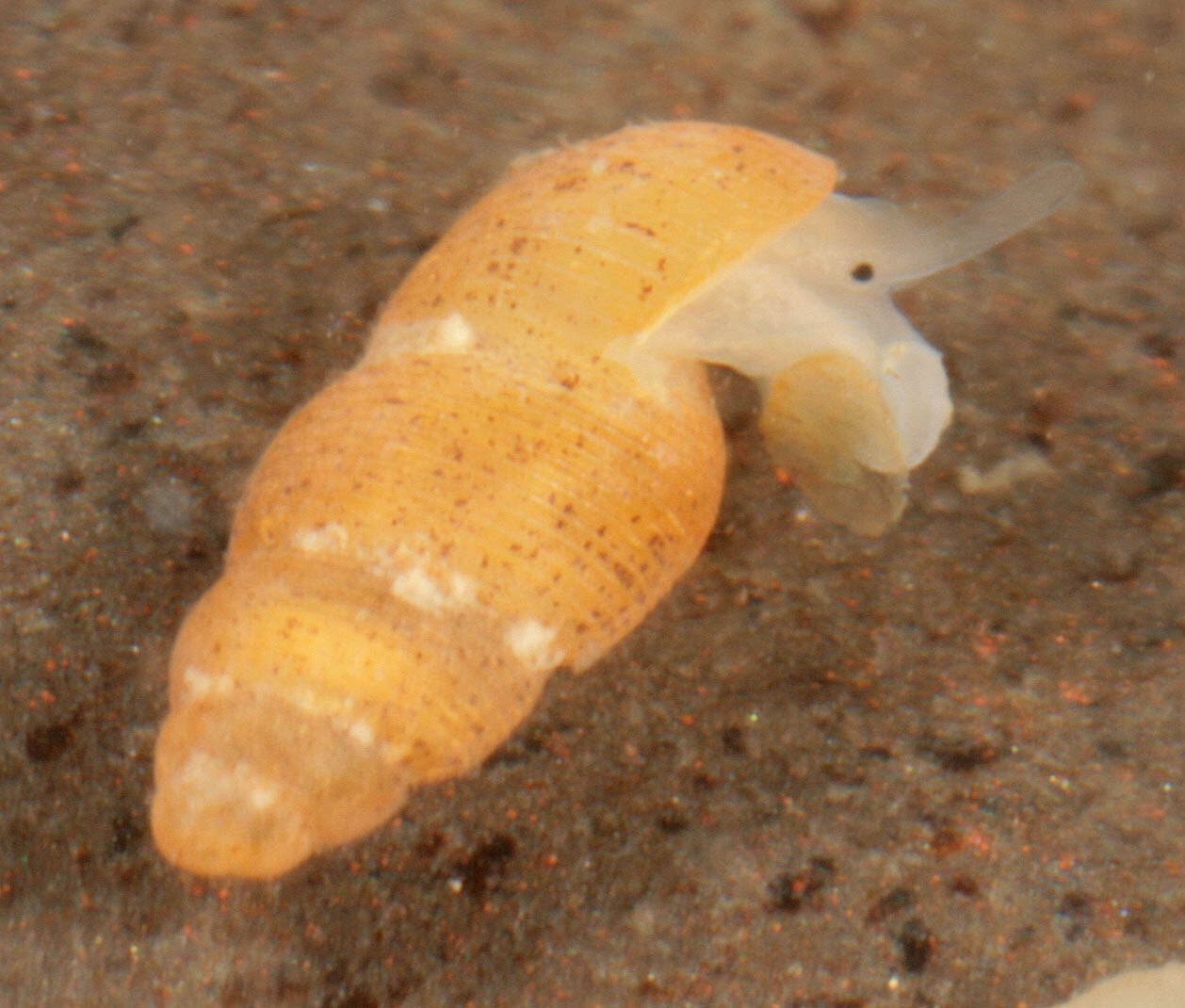 Image of semi-ribbed spire snail
