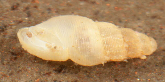 Image of semi-ribbed spire snail