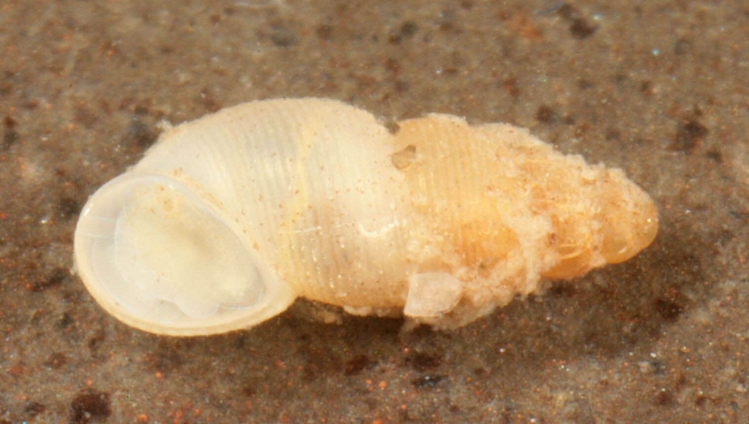 Image of semi-ribbed spire snail