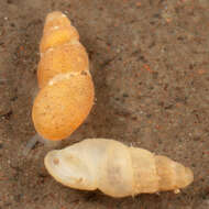 Image of semi-ribbed spire snail