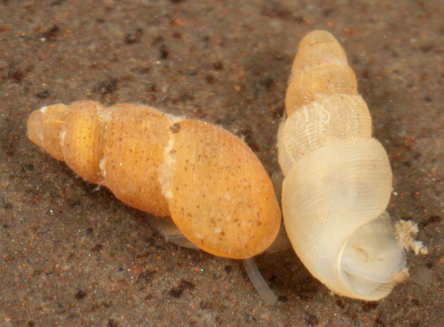 Image of semi-ribbed spire snail