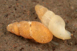 Image of semi-ribbed spire snail