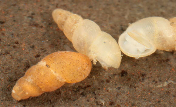 Image of semi-ribbed spire snail