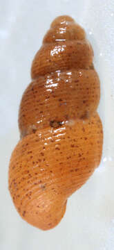 Image of semi-ribbed spire snail