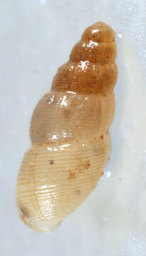 Image of semi-ribbed spire snail