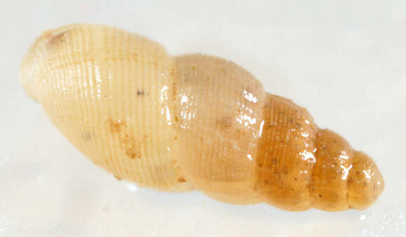 Image of semi-ribbed spire snail