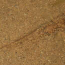 Image of Common Goby