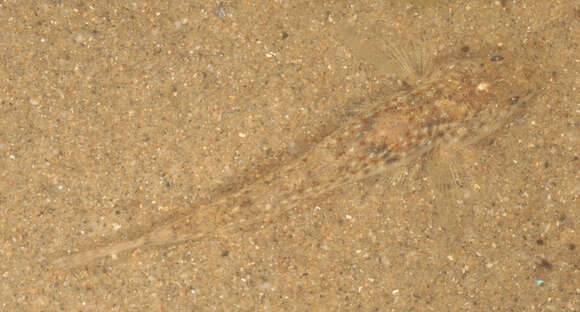 Image of Common Goby