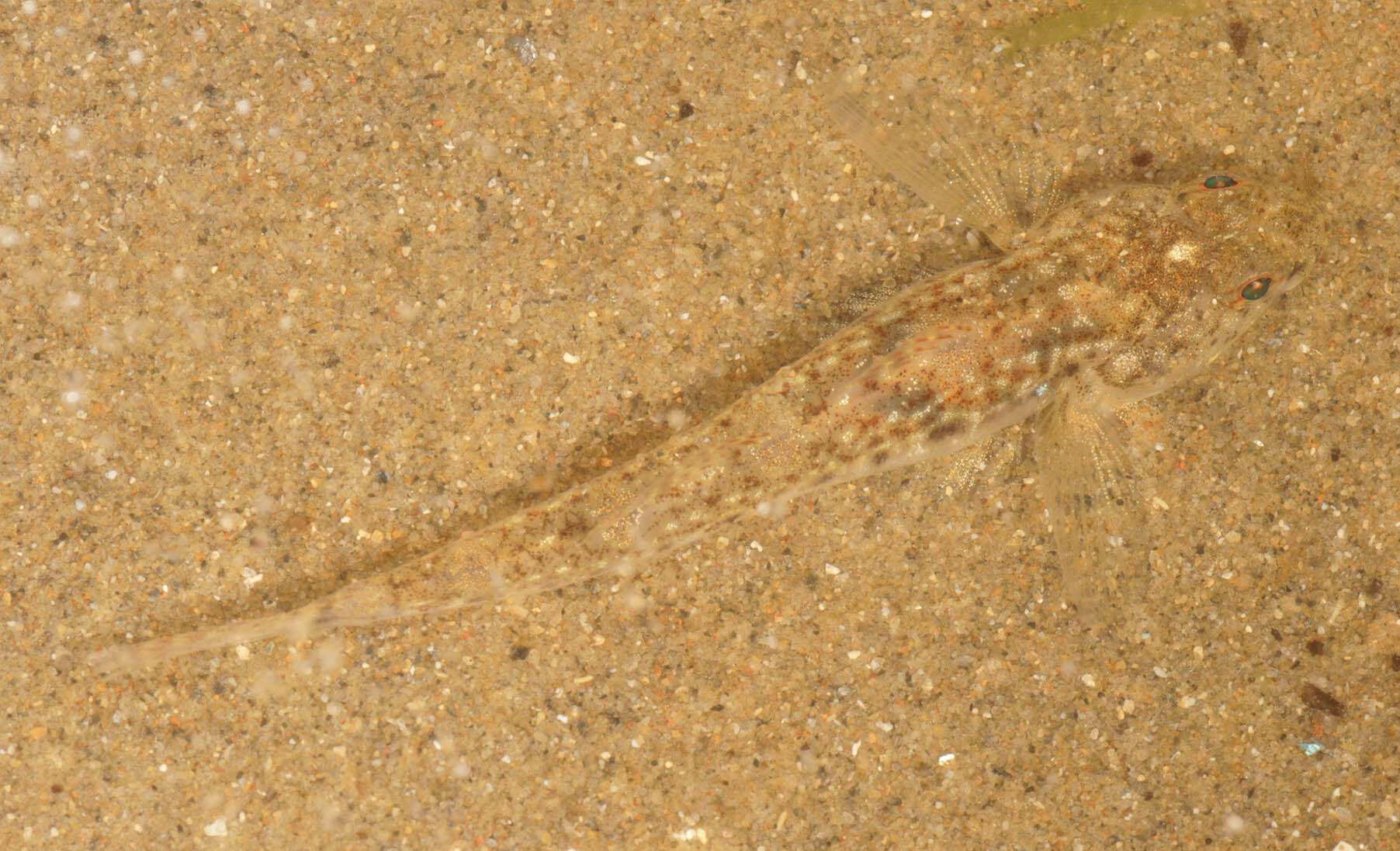 Image of Common Goby