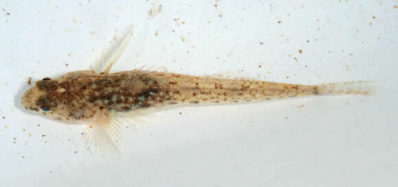 Image of Common Goby