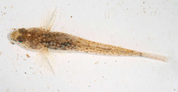 Image of Common Goby