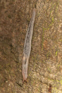 Image of Lehmannia marginata (O. F. Müller 1774)