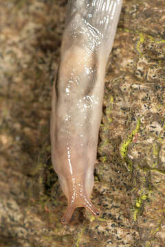 Image of Lehmannia marginata (O. F. Müller 1774)