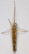 Image of Limnephilus lunatus Curtis 1834