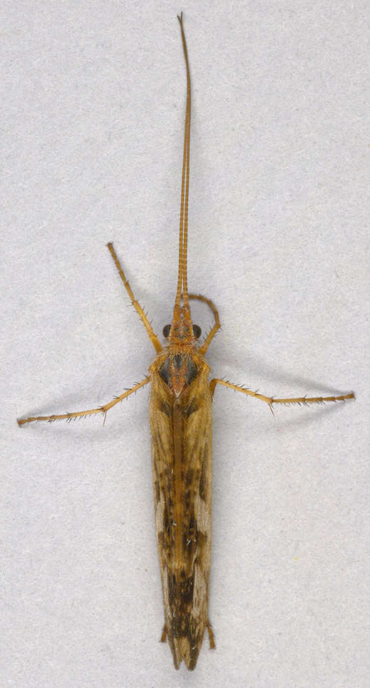 Image of Limnephilus lunatus Curtis 1834