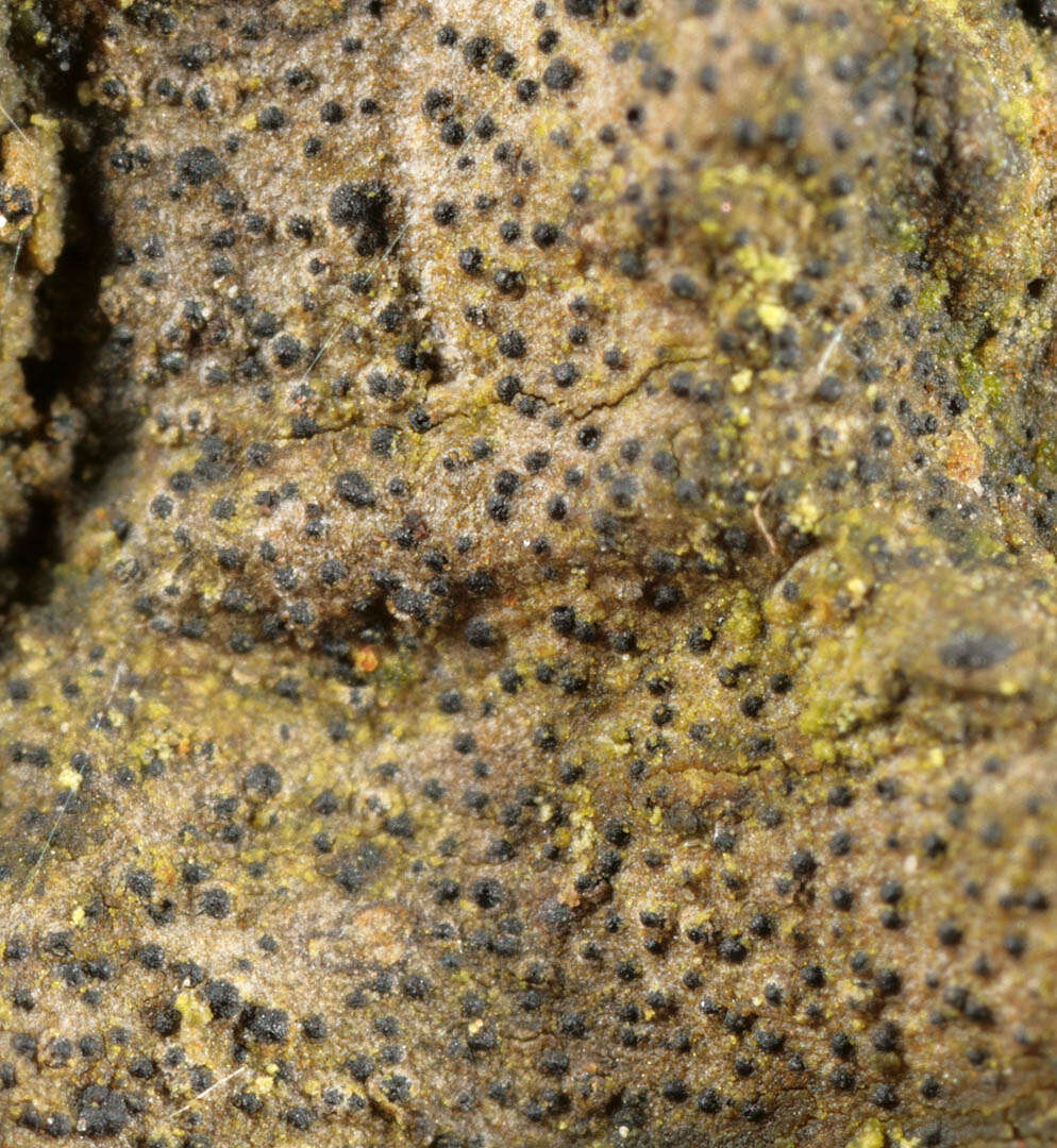 Image of Strigula taylorii (Carroll ex Nyl.) R. C. Harris