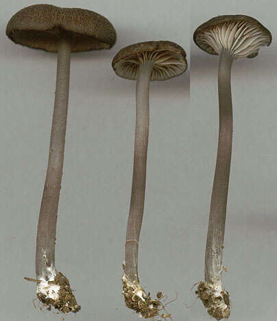 Image of Entoloma chalybeum (Pers.) Noordel. 1982