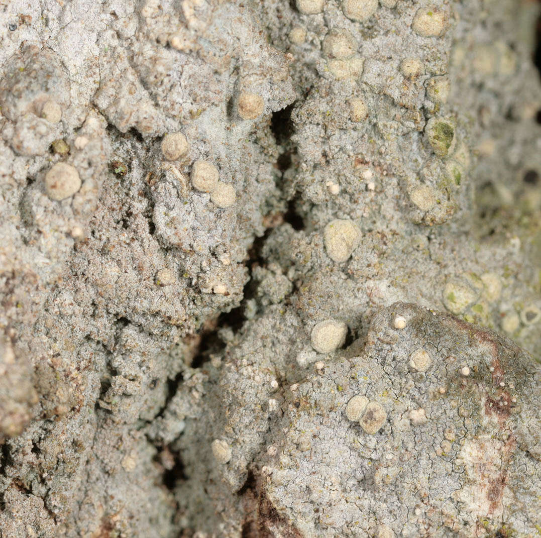 Image of old wood rimmed lichen