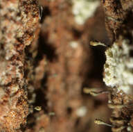 Image of hispid needle lichen