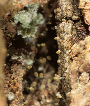 Image of hispid needle lichen