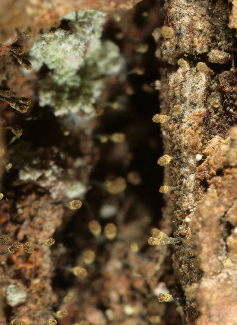 Image of hispid needle lichen