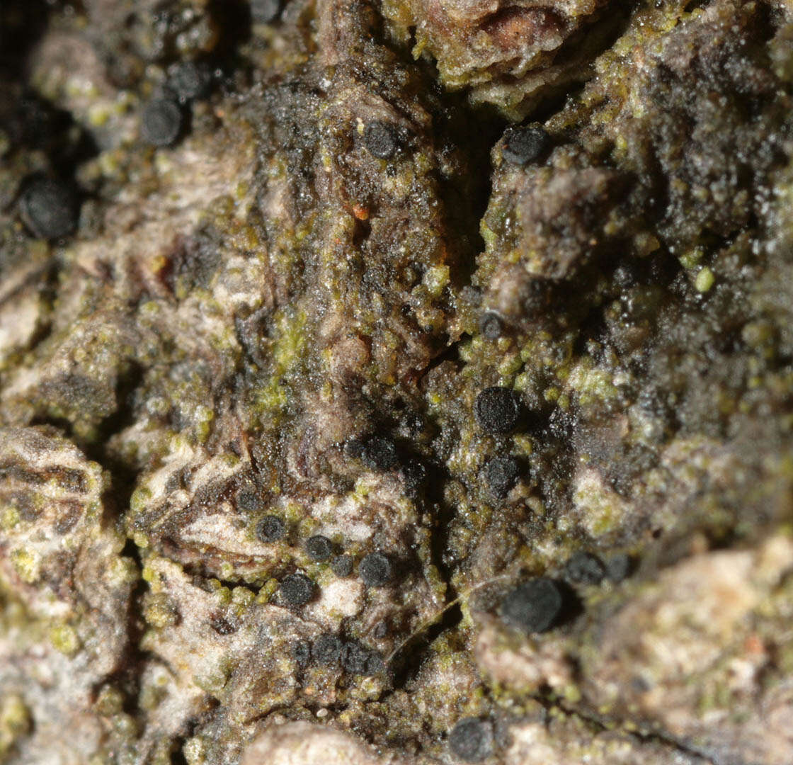 Image of catillaria lichen