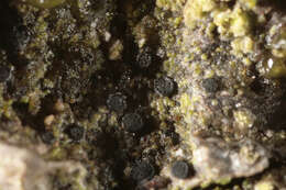 Image of catillaria lichen