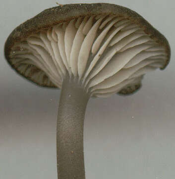 Image of Entoloma chalybeum (Pers.) Noordel. 1982