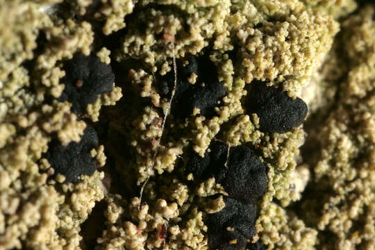 Image of pyrrhospora lichen