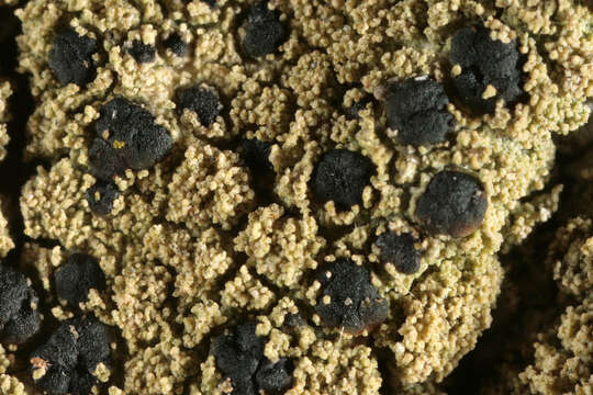 Image of pyrrhospora lichen