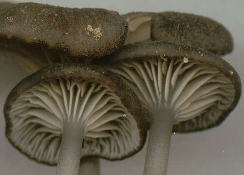 Image of Entoloma chalybeum (Pers.) Noordel. 1982