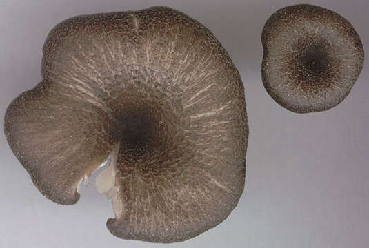 Image of Entoloma chalybeum (Pers.) Noordel. 1982