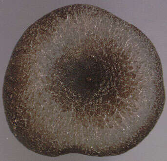 Image of Entoloma chalybeum (Pers.) Noordel. 1982