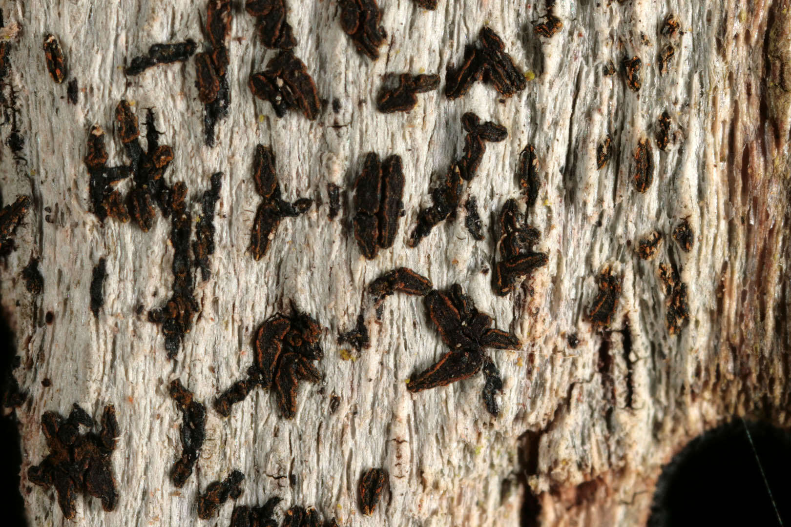 Image of scribble lichen