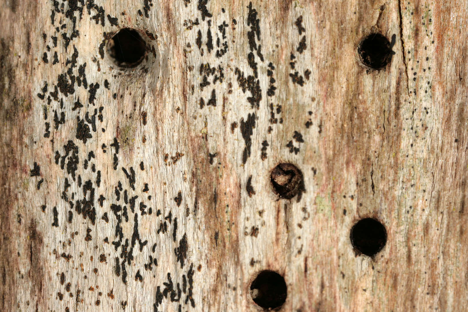 Image of scribble lichen