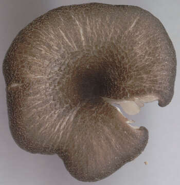 Image of Entoloma chalybeum (Pers.) Noordel. 1982