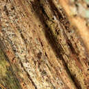Image of needle lichen