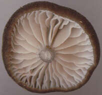 Image of Entoloma chalybeum (Pers.) Noordel. 1982