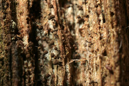 Image of needle lichen