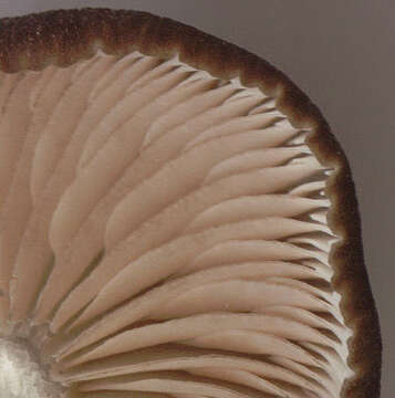 Image of Entoloma chalybeum (Pers.) Noordel. 1982