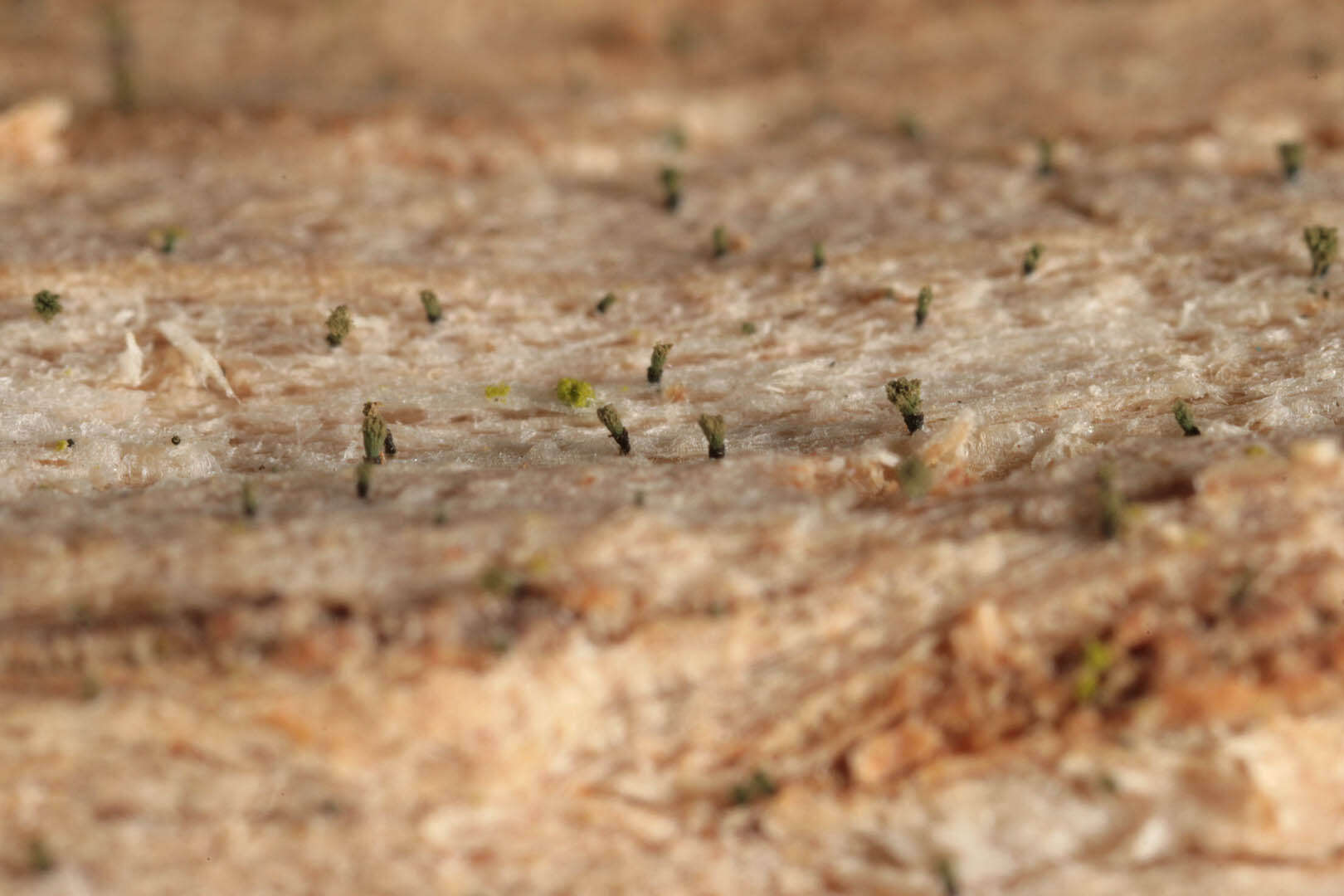 Image of Ahlner's microcalicium lichen