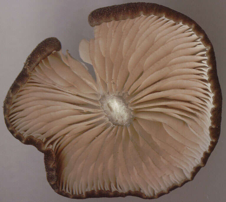 Image of Entoloma chalybeum (Pers.) Noordel. 1982