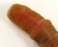 Image of lugworm