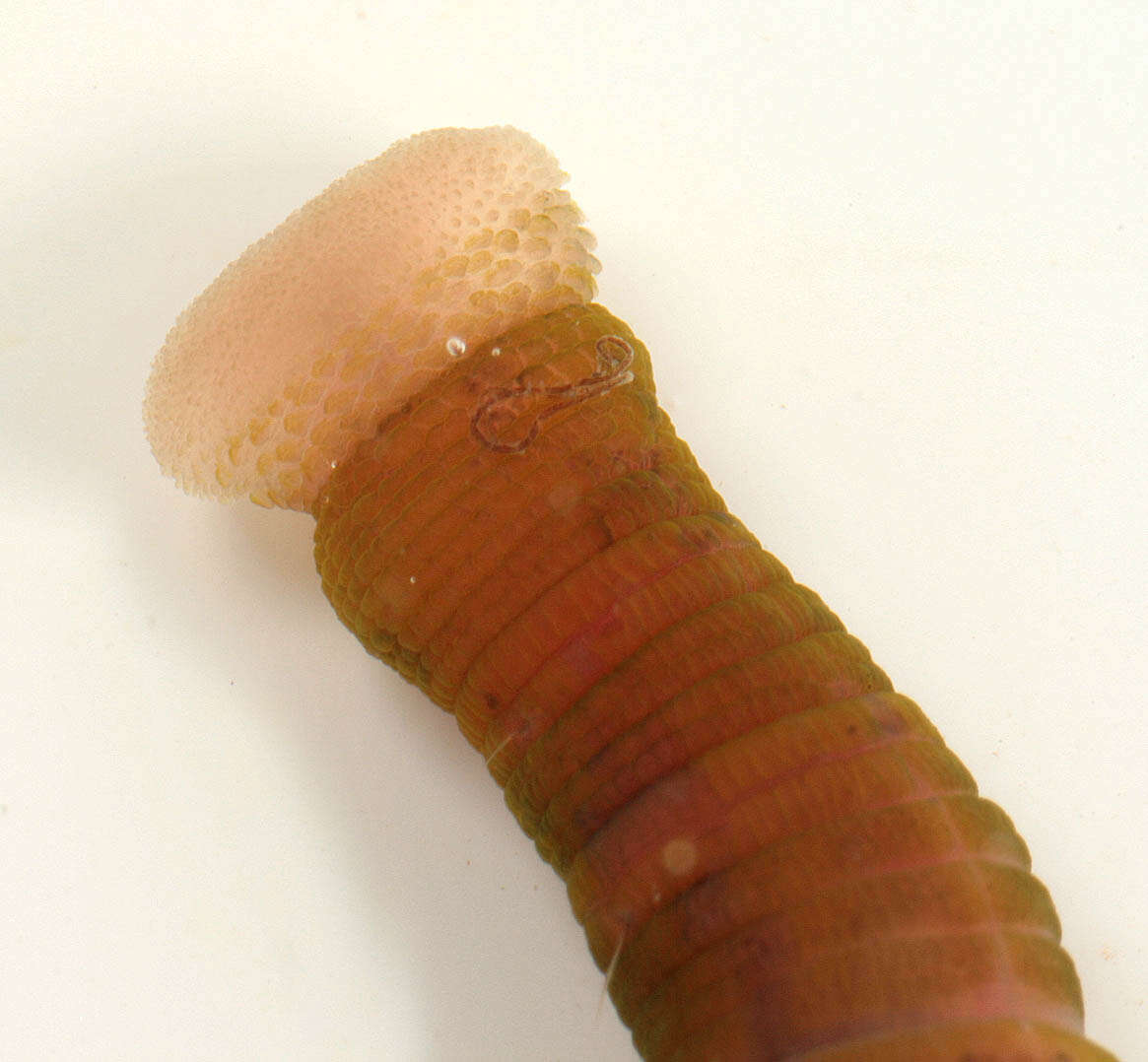 Image of lugworm