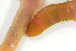 Image of lugworm